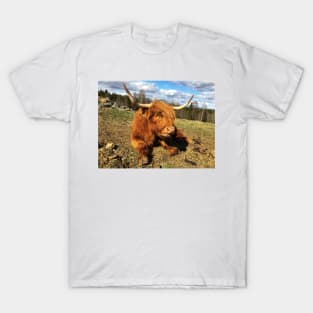 Scottish Highland Cattle Cow 2375 T-Shirt